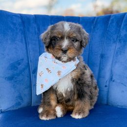 Tater (male) - Blue merle male Bernedoodle puppy in Bellville, Ohio from Bernedoodle Buddies