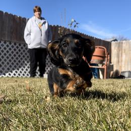 Cavalier King Charles Spaniel and Dachshund Puppies from Cavalier Companions CO.