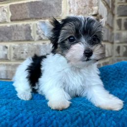 Sally - Black tan and white Biewer Terrier puppy in Cartersville, Georgia from Alpha Tiny Paws