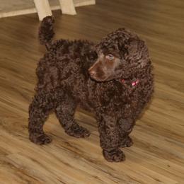 Pink Collar Girl - Poodle puppy in Eau Claire, Wisconsin from RK'S Pets