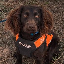 Boykin Spaniels from Bosque River Boykins