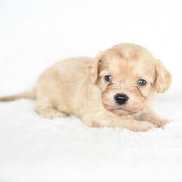 Boy 2 - Cream male Cavapoo puppy in Lawton, Oklahoma from Lindsey’s Cavies