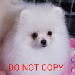 Marshmallow - White female Pomeranian puppy in Downers Grove, Illinois from Forever Pomeranians