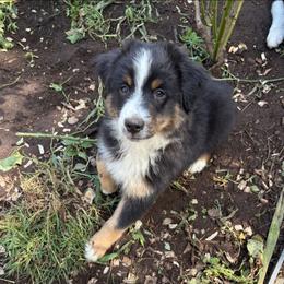 Ringo - Black tri male Miniature American Shepherd puppy in Dayville, Connecticut from Sterling Acres