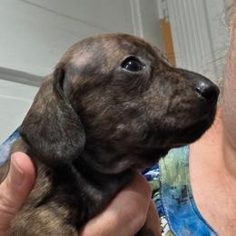 Pippie's red brindle smooth girl - Brindle female Dachshund puppy in Caldwell, Idaho from Dozendachs