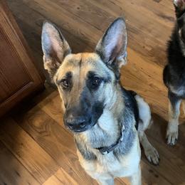 Belle - German Shepherd