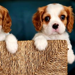 Cavalier King Charles Spaniel Puppies from Noble Cavaliers of Texas