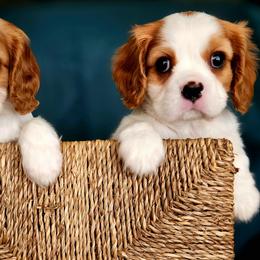 Cavalier King Charles Spaniel Puppies from Noble Cavaliers of Texas