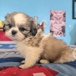 Ava - Sable and white female Shih Tzu puppy in Stroudsburg, Pennsylvania from Puppyville Pa Shih Tzu & frenchies