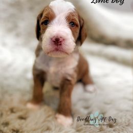 Bernedoodle and Goldendoodle Puppies from Doodling All Day Goldendoodles