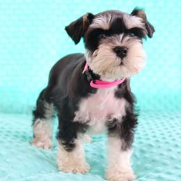 Miniature Schnauzer Puppies from Clay Hill Kennels