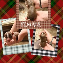 Susie - Red & white female Miniature Australian Shepherd puppy in North Lakeport, California from Wild Rose Ranch