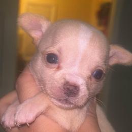 Romeo (was Chestnut) - Cream and white male Chihuahua puppy in New Castle, Delaware from Sasha’s Elite Kennel LLC