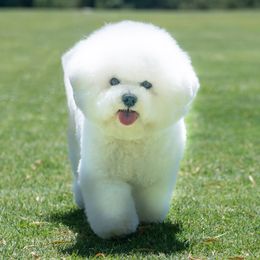 Lina - Bichon Frise