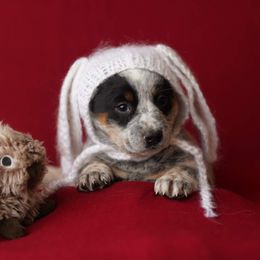 Australian Cattle Dog and Collie Puppies from Blackberry Hills