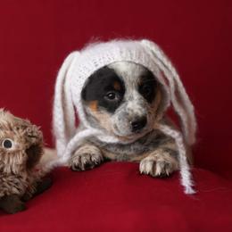 Australian Cattle Dog and Collie Puppies from Blackberry Hills