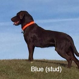 Labrador Retriever All Grown Up from Rocky Mountain Dogs - Utah