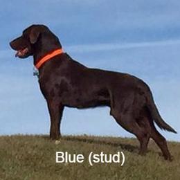 Labrador Retriever All Grown Up from Rocky Mountain Dogs - Utah
