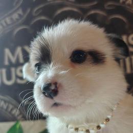 Shenzi - Sable female Pembroke Welsh Corgi puppy in Saint John, Washington from Fuzzbutt Farms LLC