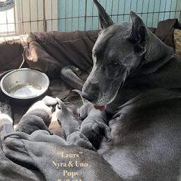 Nyhra - Great Dane
