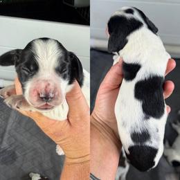 Black and white girl - Black and white female English Cocker Spaniel puppy in Millen, Georgia from Pine Hill Kennels