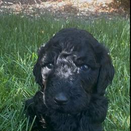 TANGO - Black female Poodle puppy in Thornton, Colorado from Shandy Poodle