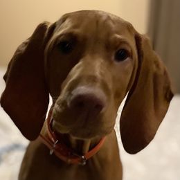 Vizsla Puppies from Carlson Vizslas