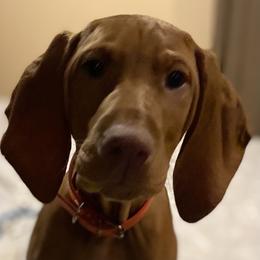 Vizsla Puppies from Carlson Vizslas