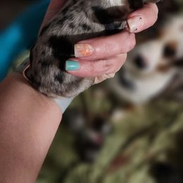 Miniature Australian Shepherd puppies from Porter's Pretty Puppies