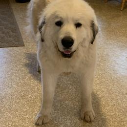 Cream Girl 1 - Cream female Pyredoodle puppy in Prescott, Washington from Washington Pyredoodles