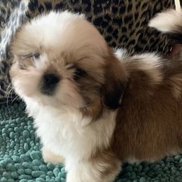 Shih Tzus from A Moment In Time Shih Tzu
