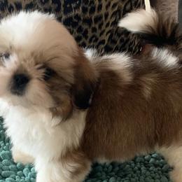 Shih Tzus from A Moment In Time Shih Tzu