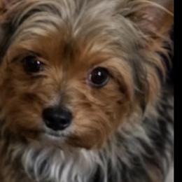 Yorkshire Terriers from ROYAL PAWS