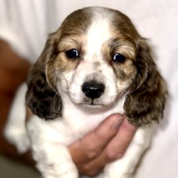 Fawn - Piebald female Dachshund puppy in Fredonia, Arizona from Desert Horizon Dachshunds