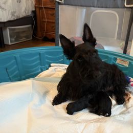 Scottish Terrier puppies from English Cream Goldens in Georgia