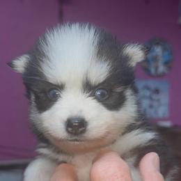 Jack - Black and white male Pomsky puppy in Spring Hill, Florida from PDQ Pomskies
