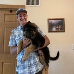 Big Mike - Black and red German Shepherd puppy in Vandalia, Michigan from Vom Friedenswald