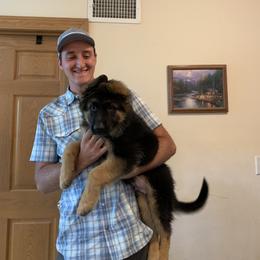 Big Mike - Black and red German Shepherd puppy in Vandalia, Michigan from Vom Friedenswald