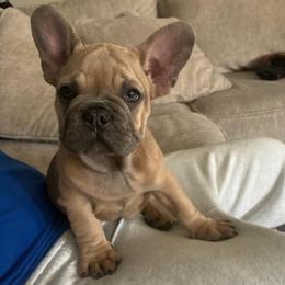 Green - Blue fawn male French Bulldog puppy in Kyle, Texas from Small Town Frenchies