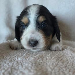 Princess - Piebald female Dachshund puppy in Lady Lake, Florida from K Rae's Dachshunds