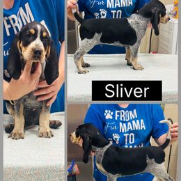 Sliver - Blue ticked and tan male Bluetick Coonhound puppy in Cherryville, North Carolina from Evenstar-WesRidge Bluetick Hounds