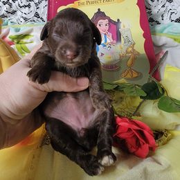 Cockapoo Puppies from Golden Paws