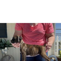 Flashy brindle girl - Brindle female Boxer puppy in Wellsville, Missouri from Casino Boxers