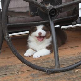 Australian Shepherd Puppies from Starlit Grove Australian Shepherds