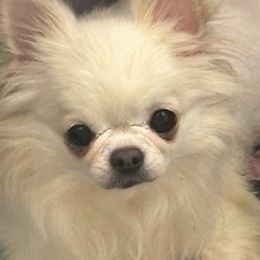 Chihuahuas from Gulfshore Chihuahuas