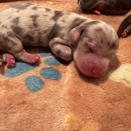 Chocolate Cream Dapple  Boy 1 - Dapple male Dachshund puppy in Madison, Indiana from Jensen Dobermans and Dachshunds