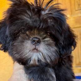 Knight - Black and white male Shih Tzu puppy in Victorville, California from RUMBLE n TUMBLE