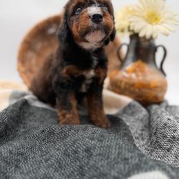 Titanium - Sable female Bernedoodle puppy in Ocala, Florida from Bernedoodles of Florida