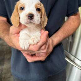 Cashew - Lemon and white female Beagle puppy in Rockwell, North Carolina from Knockhill Beagles