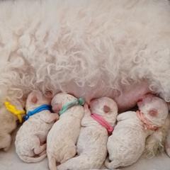 Bolognese puppies from My Regal Bolognese